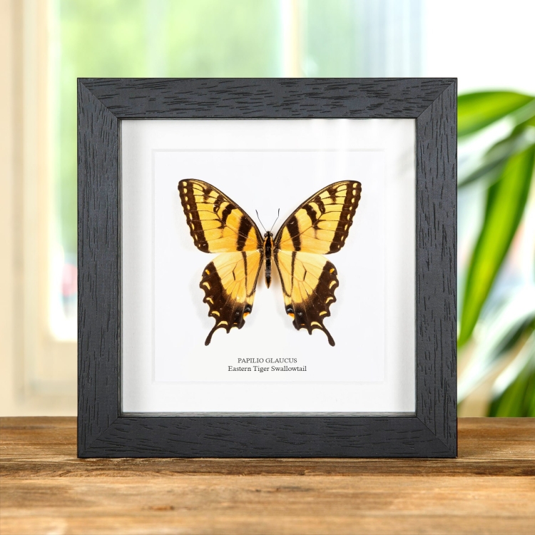 Eastern Tiger Swallowtail In Box Frame (Papilio glaucus)