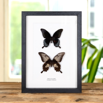 Ascalaphus Swallowtail Butterfly Male & Female Pair In Box Frame (Papilio ascalaphus)