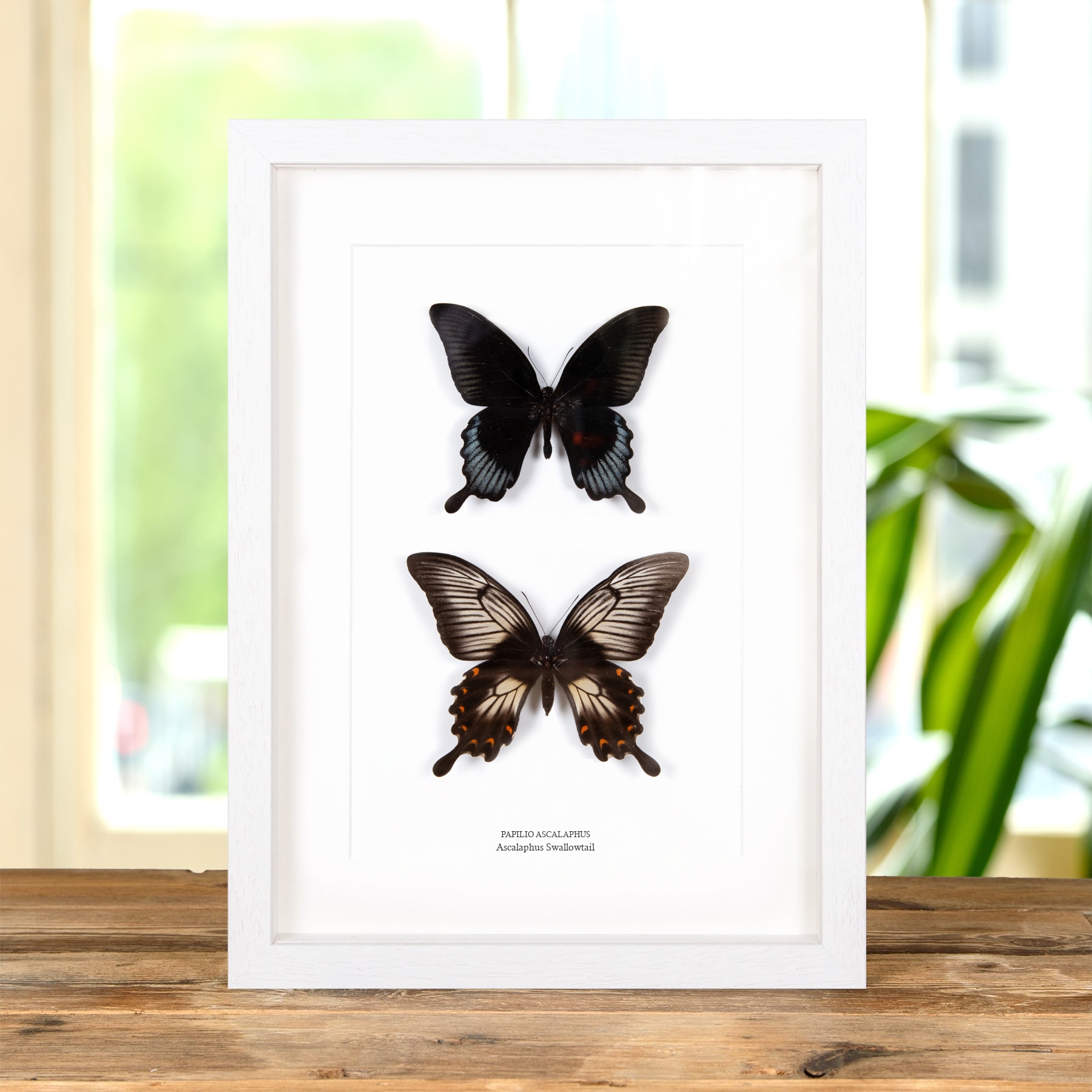 Ascalaphus Swallowtail Butterfly Male & Female Pair In Box Frame (Papilio ascalaphus)