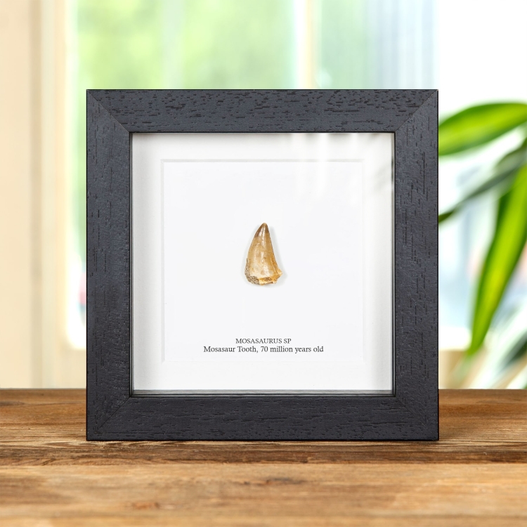 Mosasaur Dinosaur Tooth Fossil in Box Frame (Mosasaurus sp)
