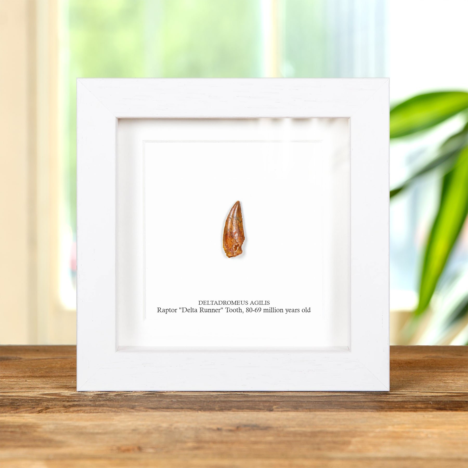 Raptor "Delta Runner" Dinosaur Tooth Fossil In Box Frame (Deltadromeus agilis)