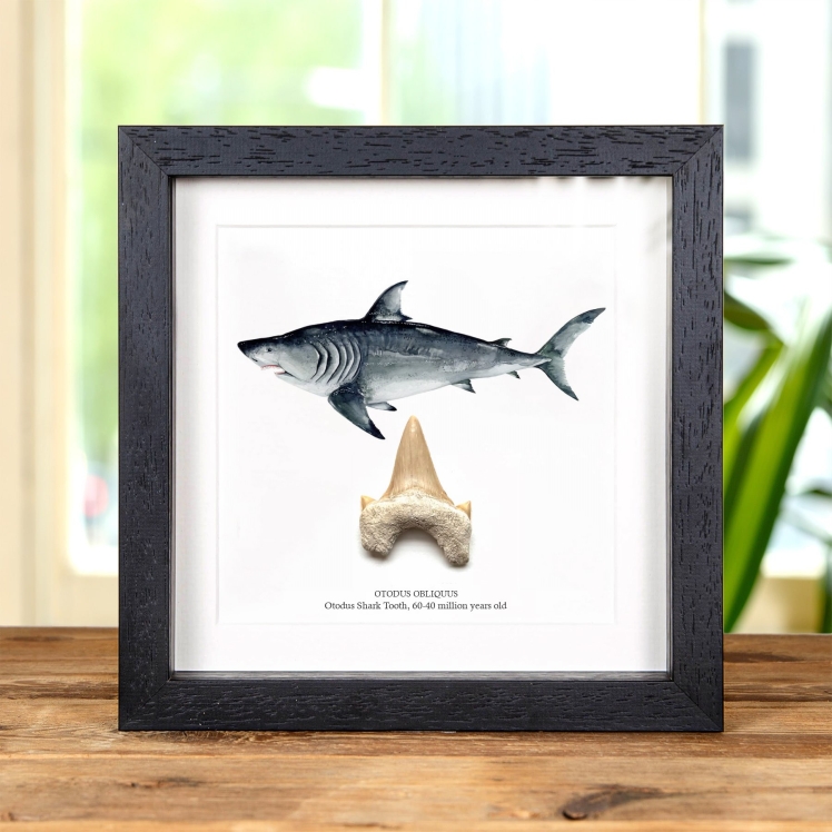 Otodus Shark Tooth Fossil & Illustration In Box Frame (Otodus obliquus)