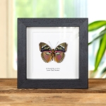 Minibeast Acute Pink Forester Butterfly Ventral Side In Box Frame (Euphaedra acuta)
