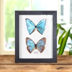 Minibeast Aega Morpho Butterfly Male & Female Pair In Box Frame (Morpho aega)