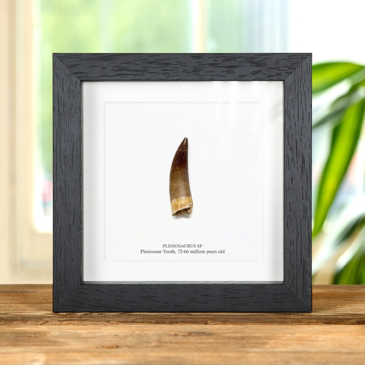 Plesiosaur Dinosaur Tooth Fossil In Box Frame (Plesiosaurus sp)