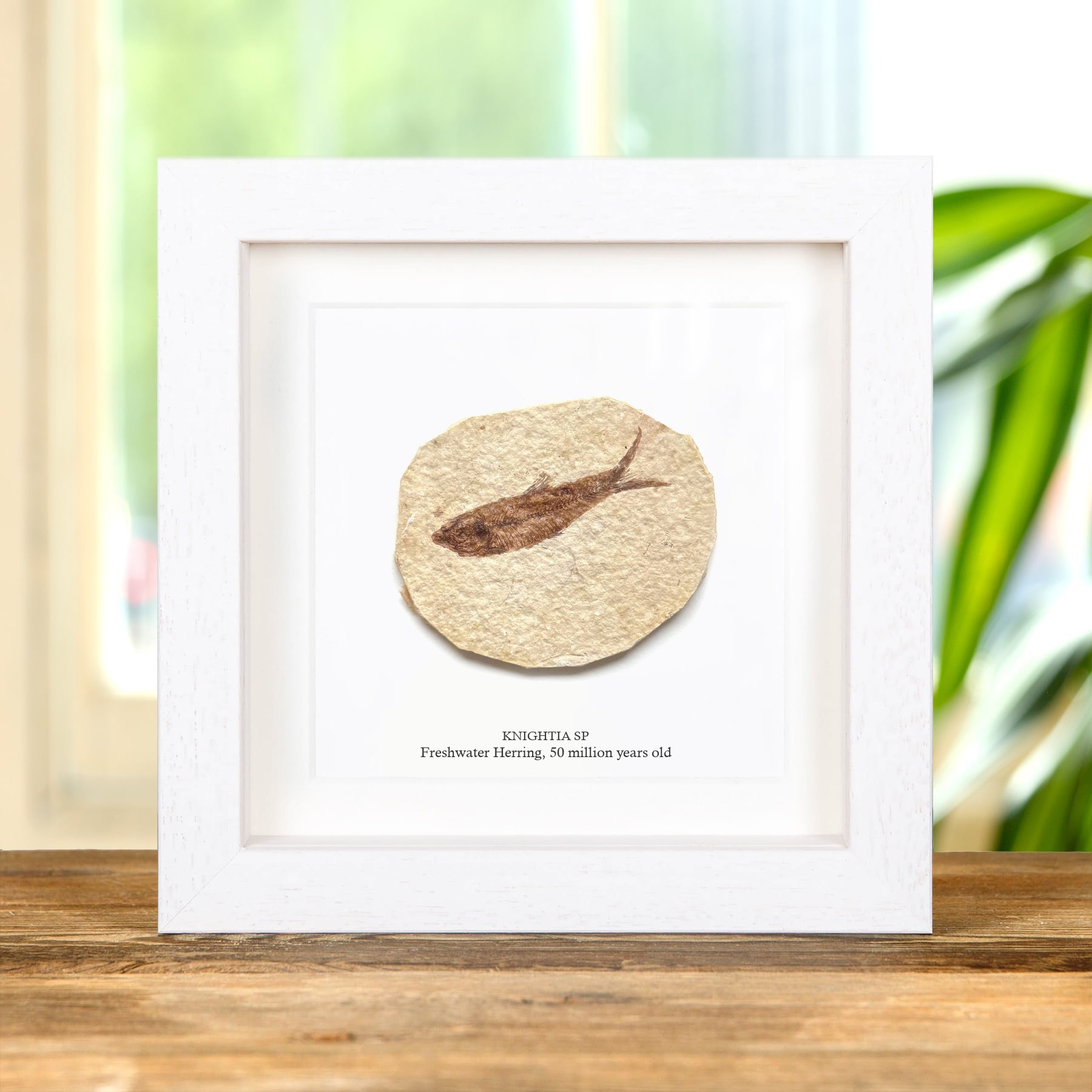 Freshwater Herring Fossil In Box Frame (Knightia sp)