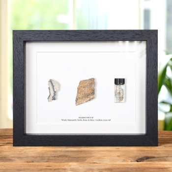 Woolly Mammoth Bone, Tooth & Hair Fossil In Box Frame (Mammuthus sp)