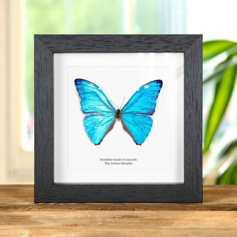 Adonis Morpho Framed Blue Butterfly (Morpho marcus major)