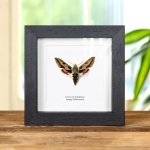 Minibeast Spurge Hawk-moth In Box Frame (Hyles euphorbiae)
