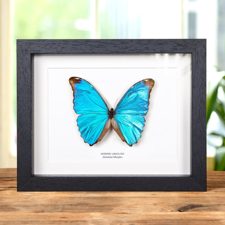 Absoloni Morpho Butterfly In Box Frame (Morpho absoloni)