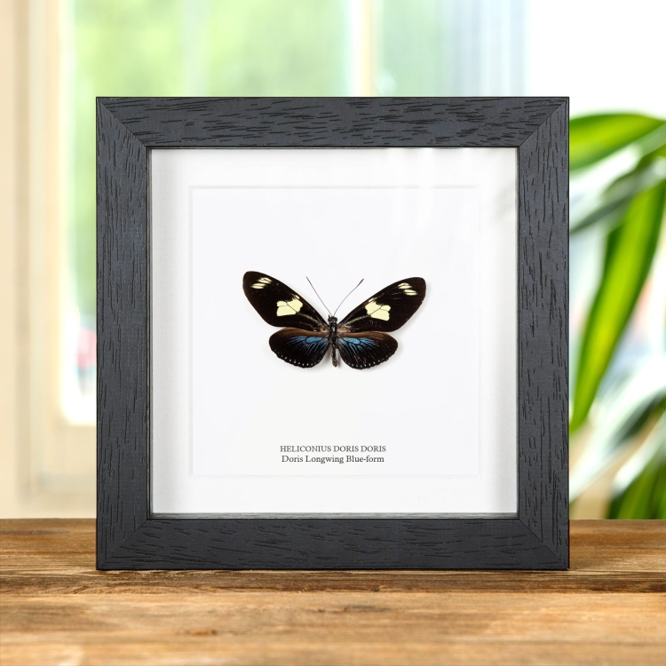 Doris Longwing Blue-form In Box Frame (Heliconius doris doris)