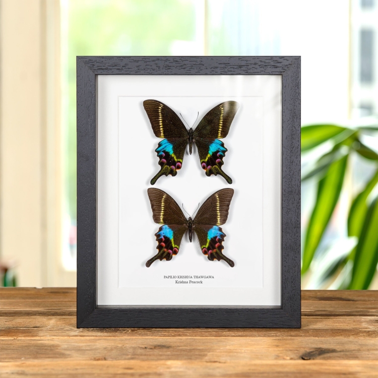 Krishna Peacock Butterfly Male & Female Pair In Box Frame (Papilio krishna thawgawa)