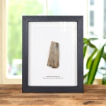 Minibeast Siberian Mammoth Tusk Fossil In Box Frame (Mammuthus primigenius)