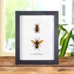 Minibeast Worker & Queen Asian Giant Hornet In Box Frame (Vespa mandarinia)