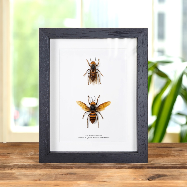 Worker & Queen Asian Giant Hornet In Box Frame (Vespa mandarinia)