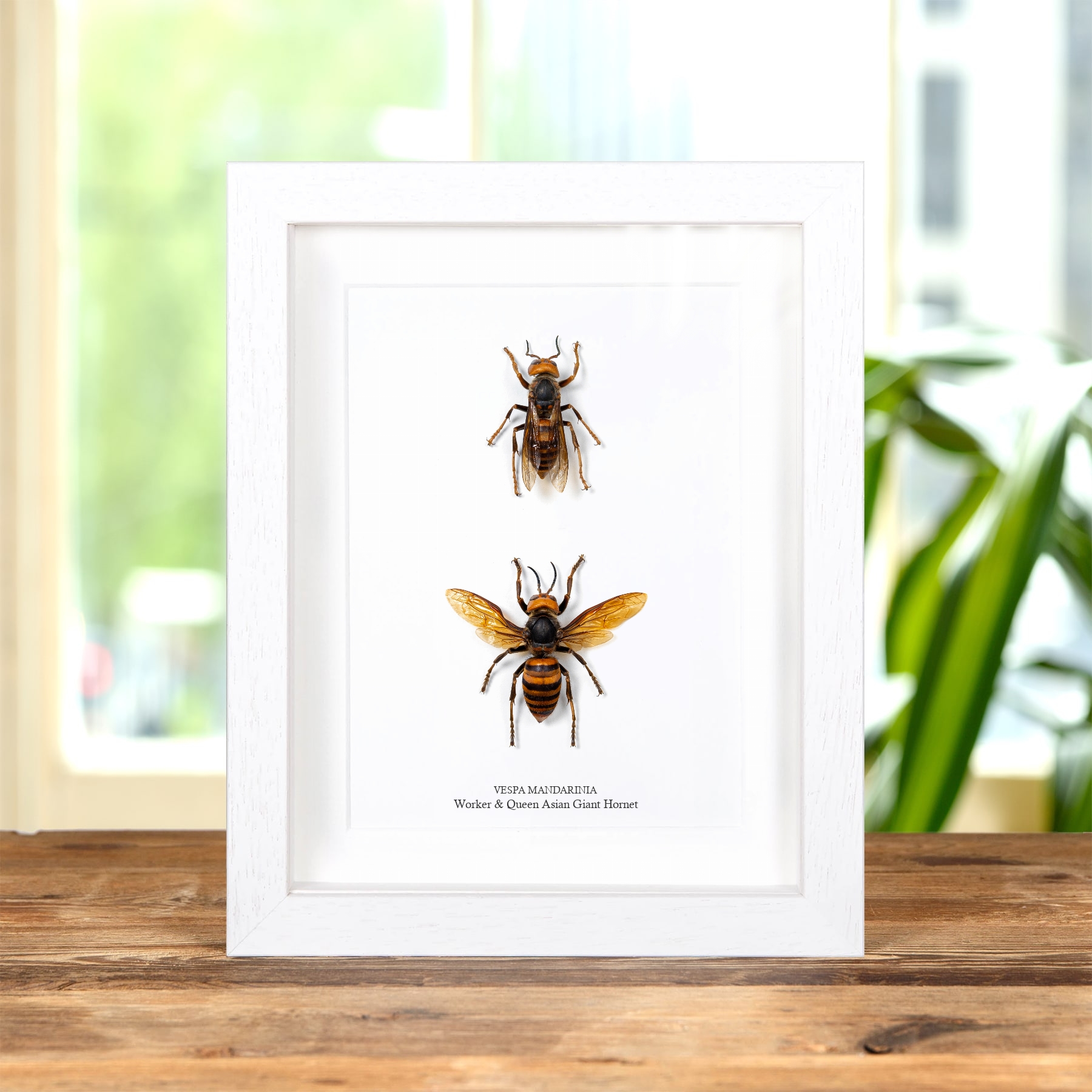 Worker & Queen Asian Giant Hornet In Box Frame (Vespa mandarinia)