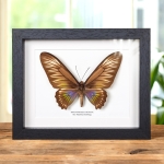 Minibeast Female Palawan Birdwing Butterfly In Box Frame (Trogonoptera trojana)