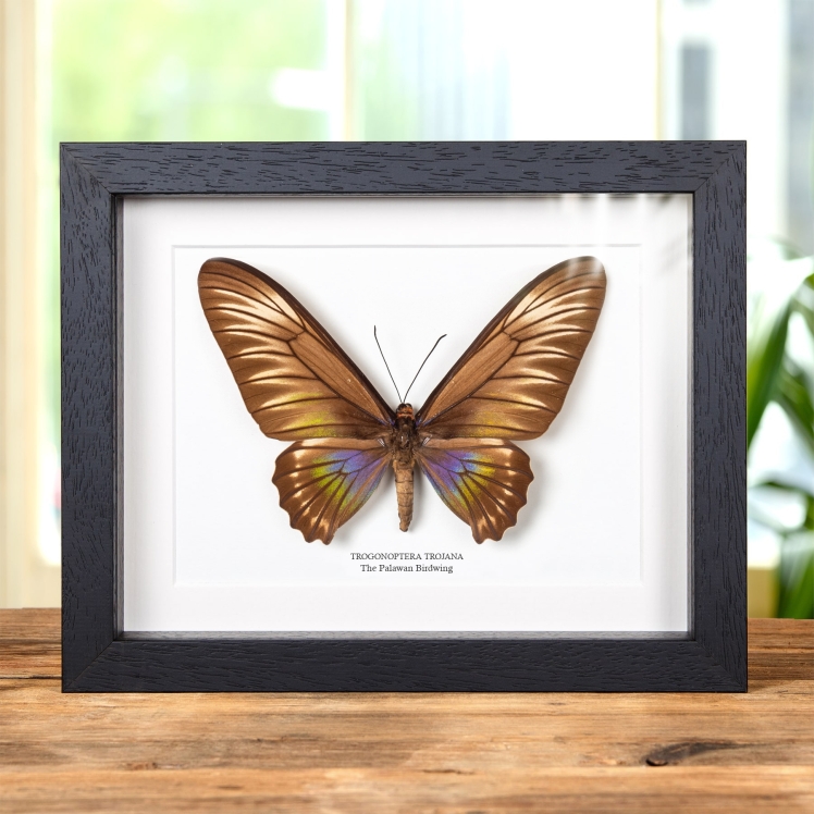 Female Palawan Birdwing Butterfly In Box Frame (Trogonoptera trojana)