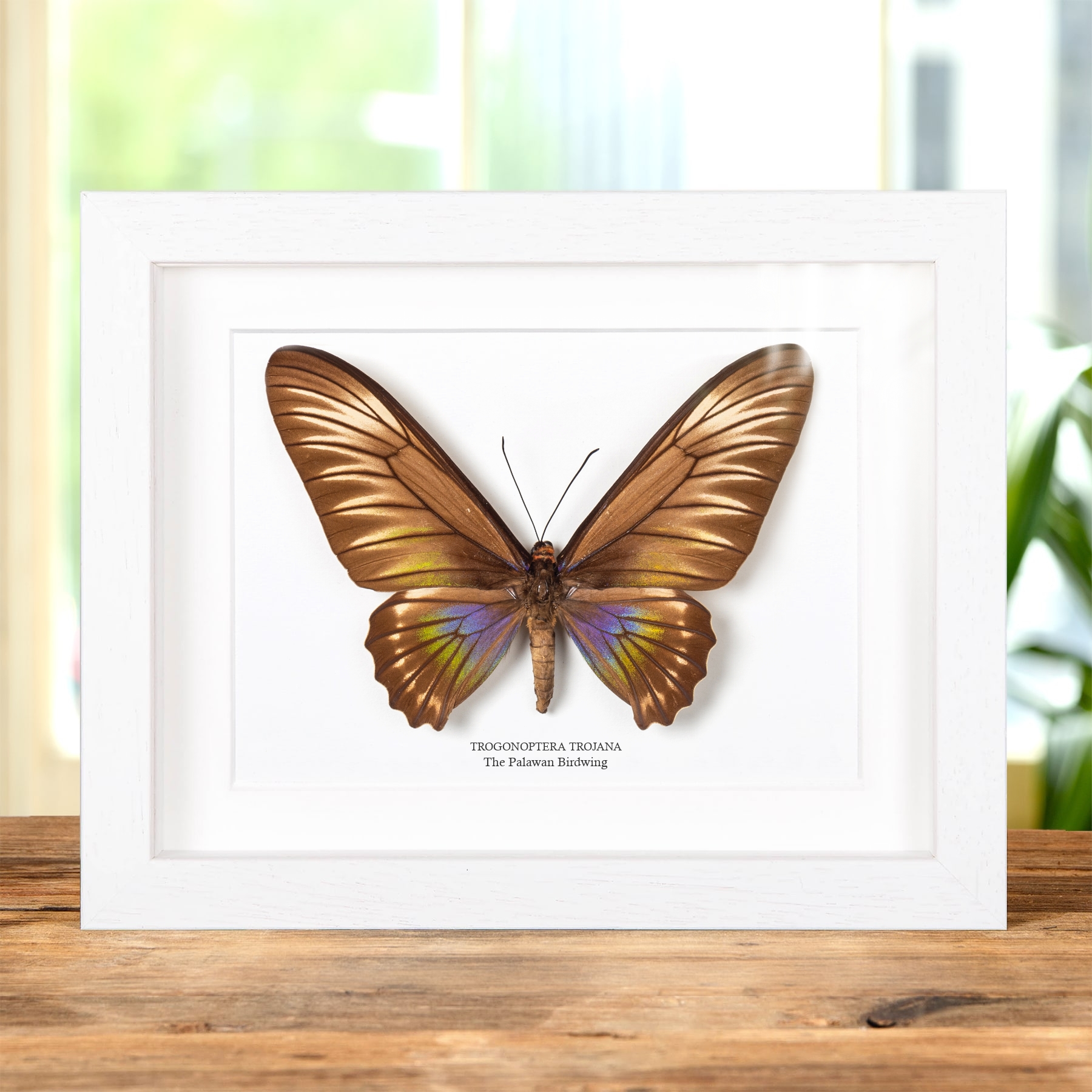 Female Palawan Birdwing Butterfly In Box Frame (Trogonoptera trojana)