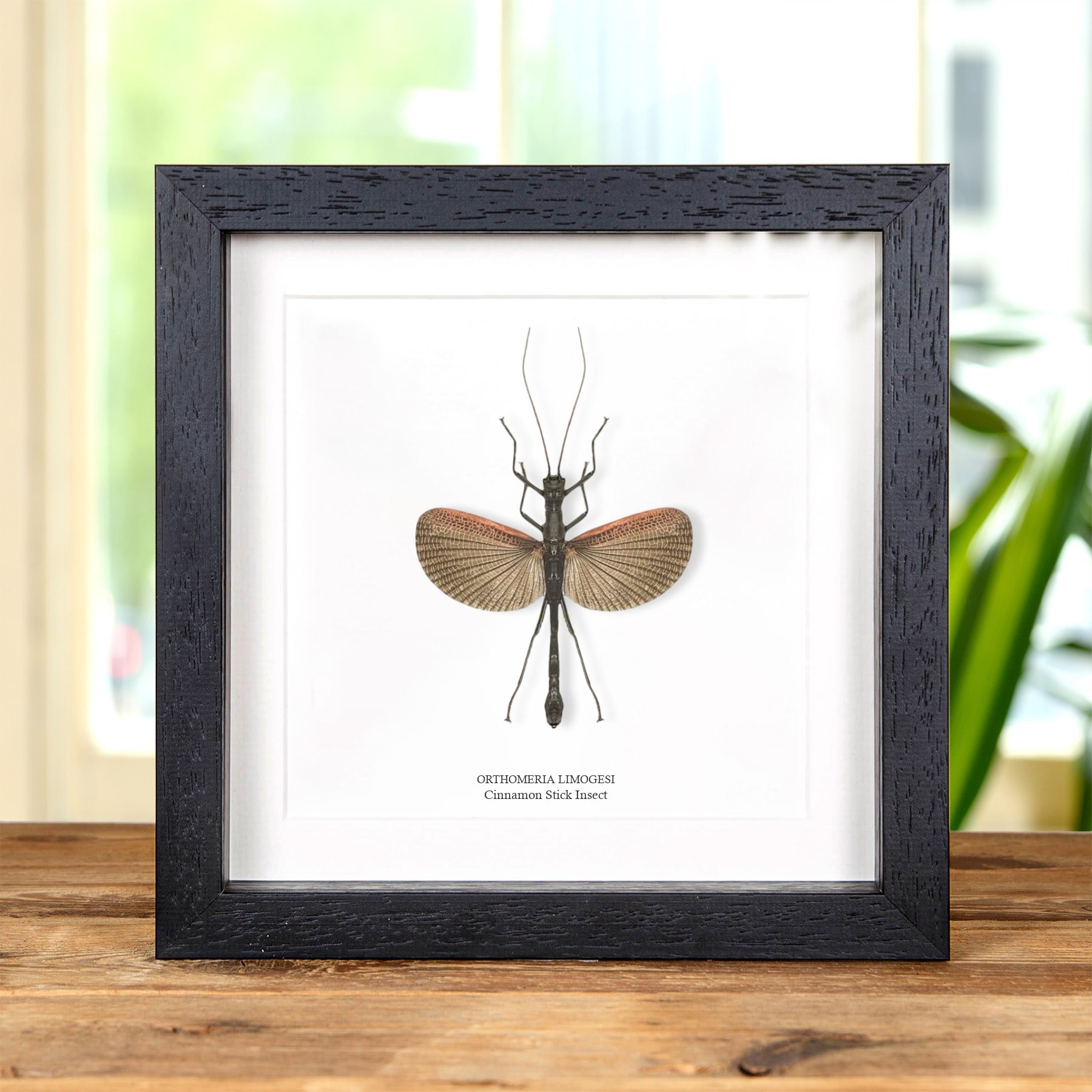Minibeast Cinnamon Stick Insect In Box Frame (Orthomeria limogesi)