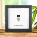 Minibeast Woolly Mammoth Hair in Vial Fossil In Box Frame (Mammuthus sp)