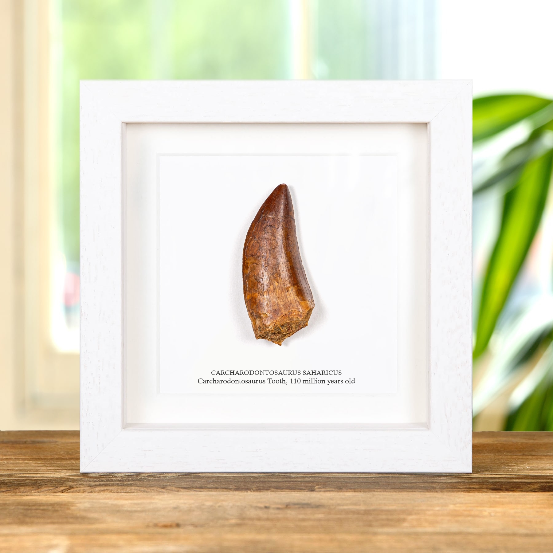 Collector Grade T-Rex Type Dinosaur Tooth Fossil (Carcharodontosaurus saharicus)