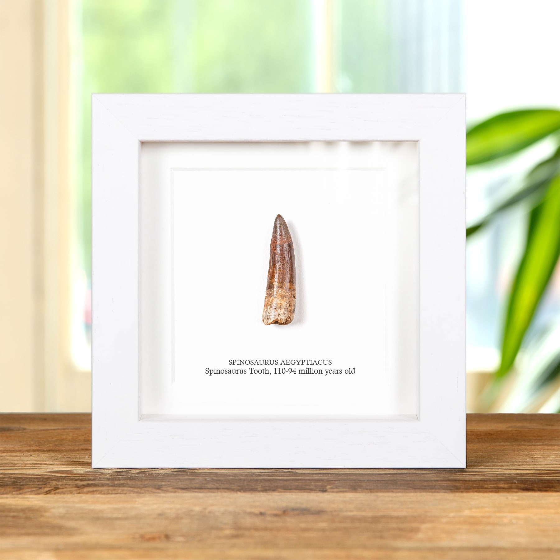 Small Spinosaurus Dinosaur Tooth Fossil In Box Frame (Spinosaurus aegyptiacus)