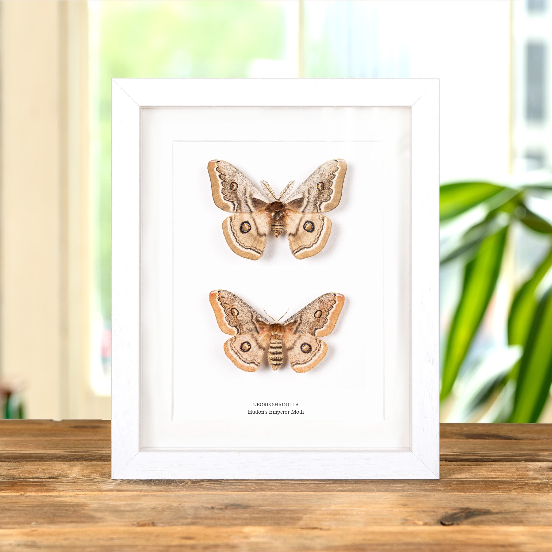 Minibeast Hutton's Emperor Moth Male & Female Pair In Box Frame (Neoris shadulla) 