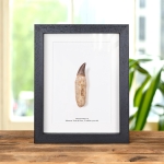 Minibeast Small Mosasaur Tooth On Original Root In Box Frame (Mosasauridae sp)