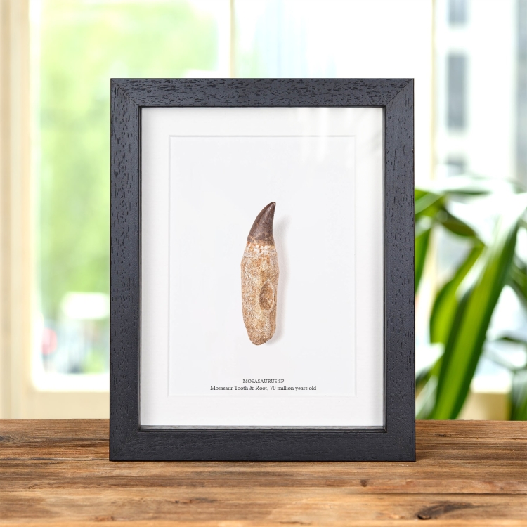 Small Mosasaur Tooth On Original Root In Box Frame (Mosasaurus sp)