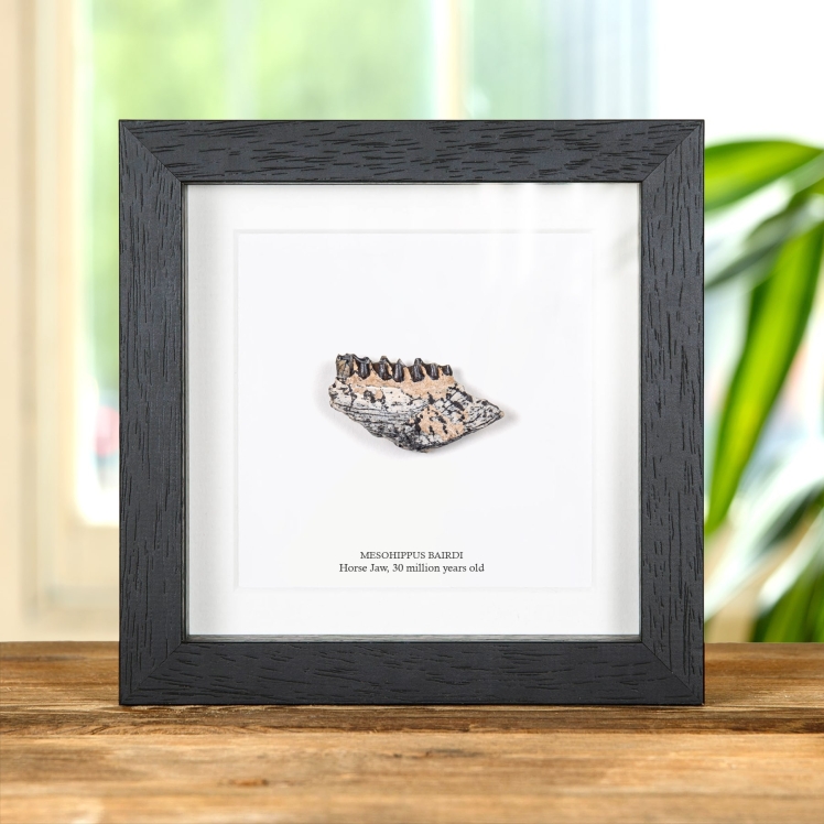 Horse Jaw Fossil In Box Frame (Mesohippus bairdi)
