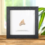 Minibeast Palaeocarcharodon Shark Tooth Fossil In Box Frame (Palaeocarcharodon orientalis)