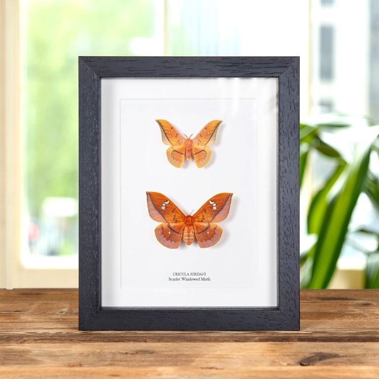 Scarlet Windowed Moth Male & Female Pair In Box Frame (Cricula jordani)