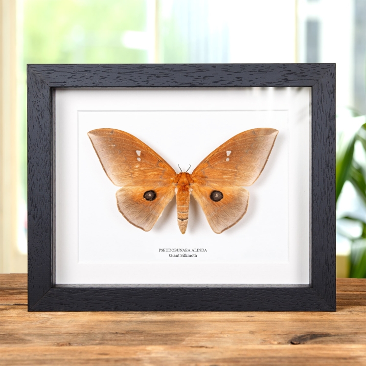 Giant Silkmoth In Box Frame (Pseudobunaea alinda)