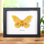 Minibeast African Golden Emperor In Box Frame (Gonimbrasia krucki)