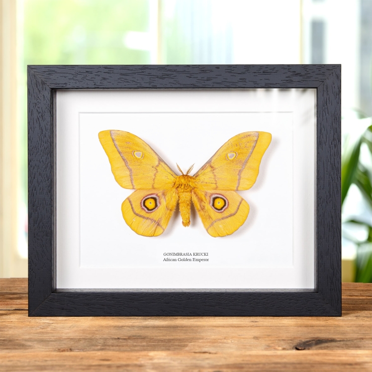 標本 Ceranchia apollina2 pair 112mm 122mm Ghostly SilkMoth Male & Female Pair In Box Frame (Ceranchia