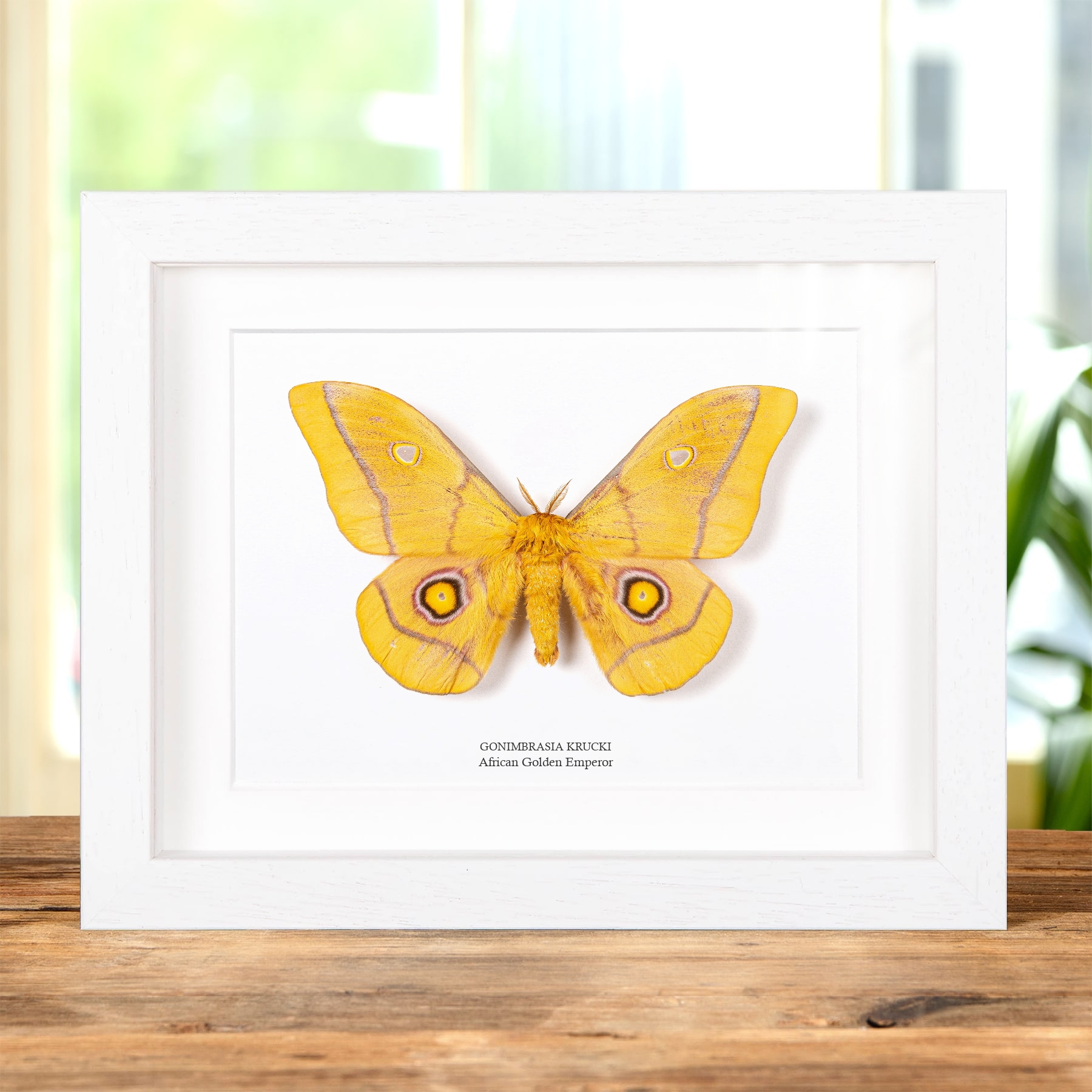 African Golden Emperor In Box Frame (Gonimbrasia krucki)