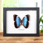 Minibeast Helenor Blue Morpho Butterfly In Box Frame (Morpho helenor violaceus)