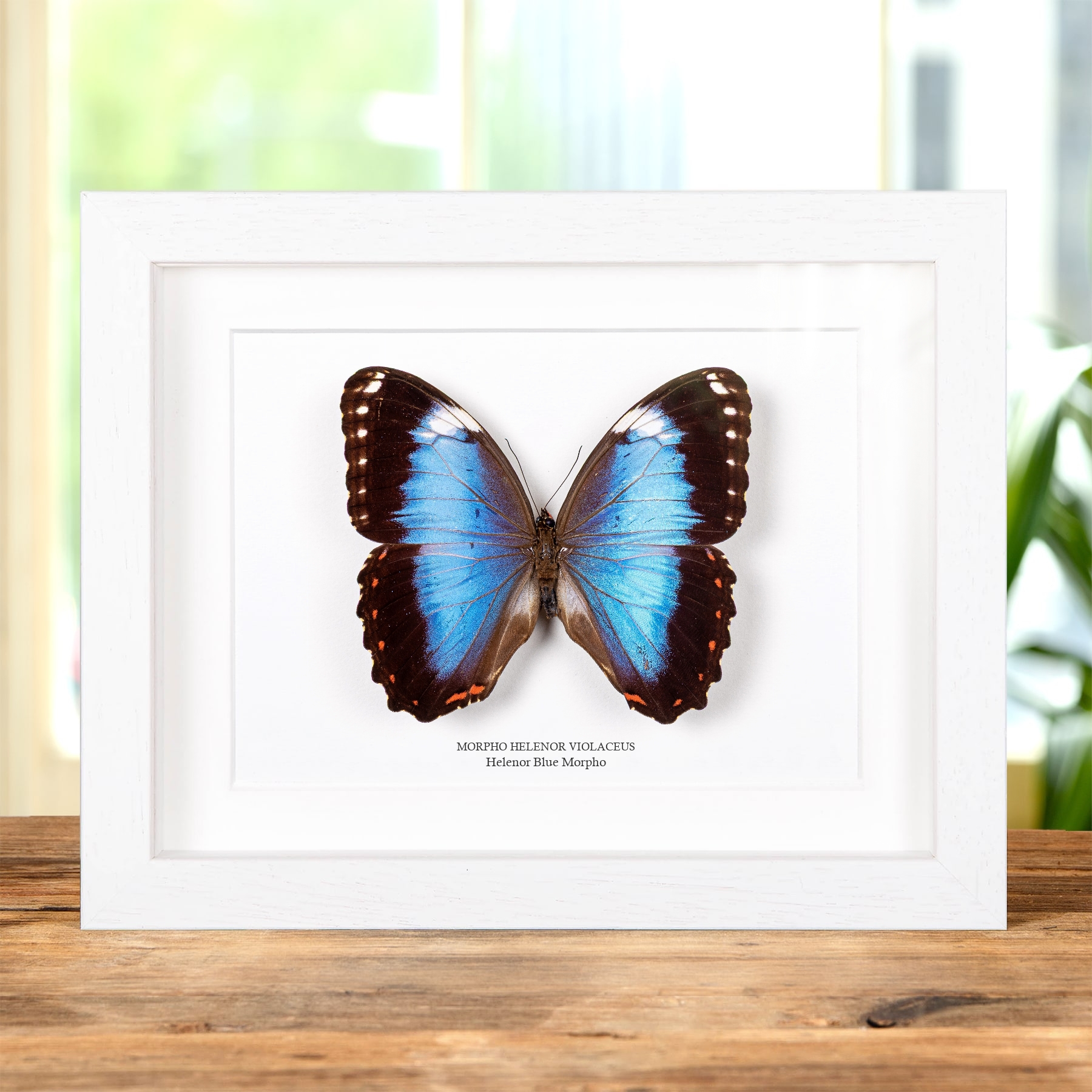Helenor Blue Morpho Butterfly In Box Frame (Morpho helenor violaceus)