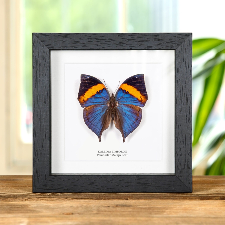 Peninsular Malaya Leaf Butterfly In Box Frame (Kallima limborgii)