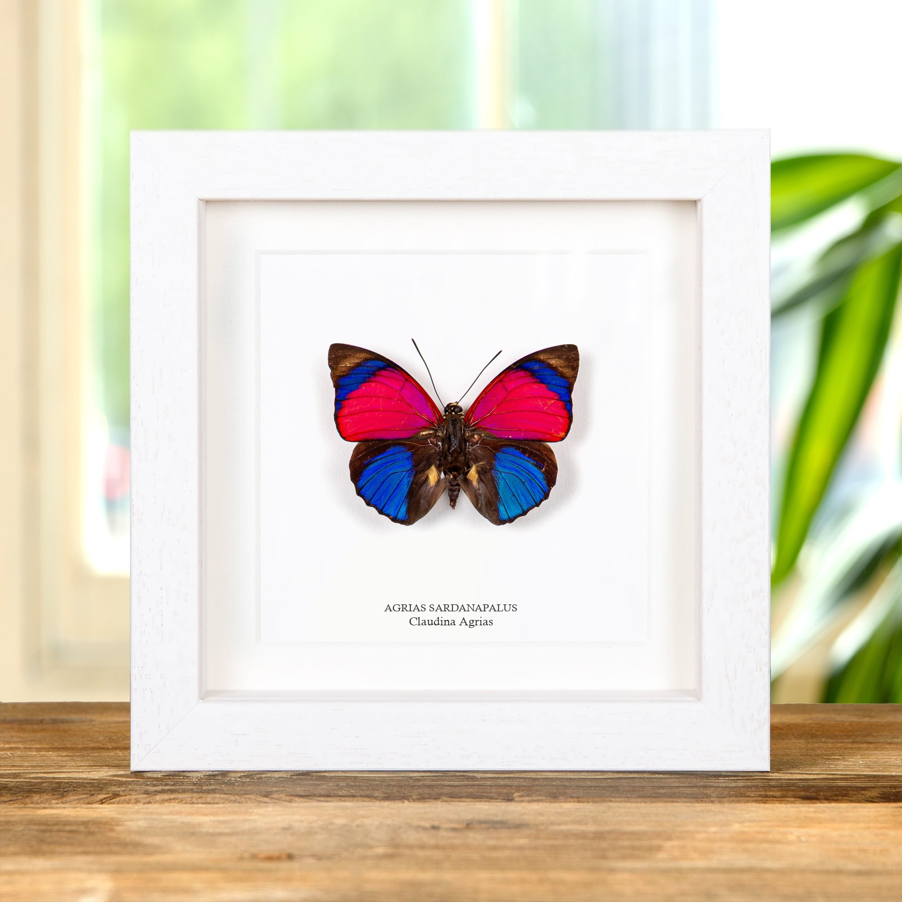 Claudina Agrias Butterfly In Box Frame (Agrias sardanapulis)