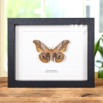 Minibeast Japanese Giant Silkworm Moth In Box Frame (Saturnia japonica)