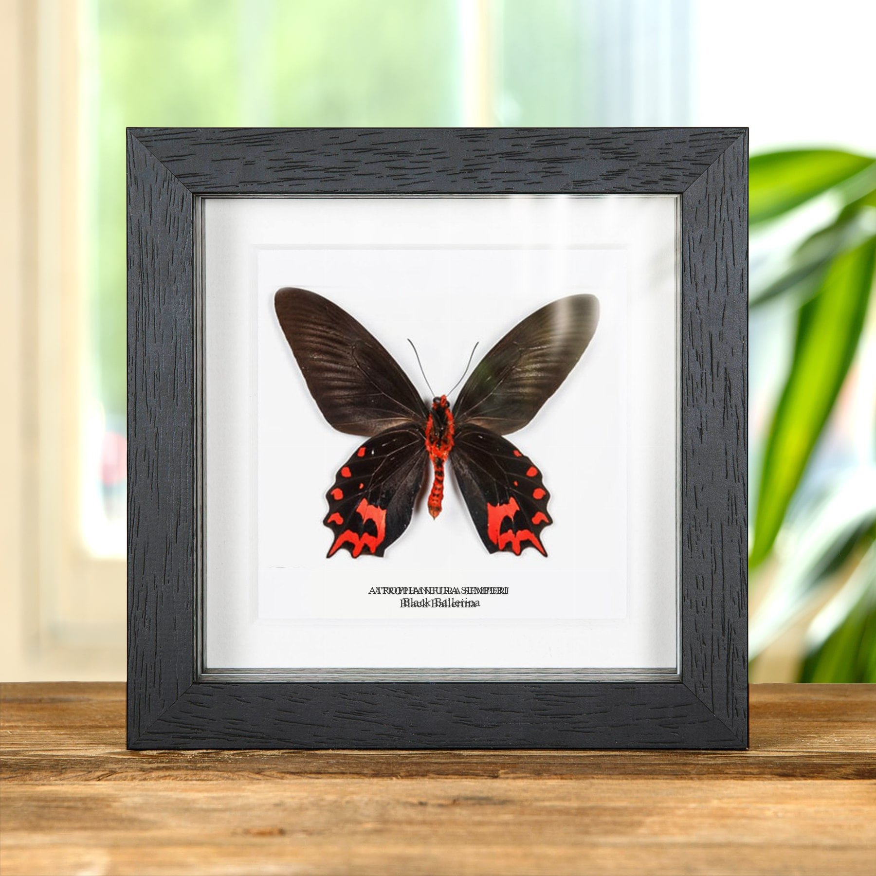 Minibeast Black Ballerina Butterfly Ventral Side In Box Frame (Atrophaneura semperi)
