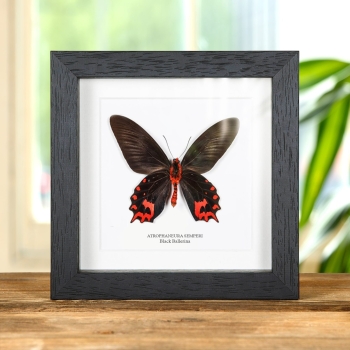 Black Ballerina Butterfly Ventral Side In Box Frame (Atrophaneura semperi)