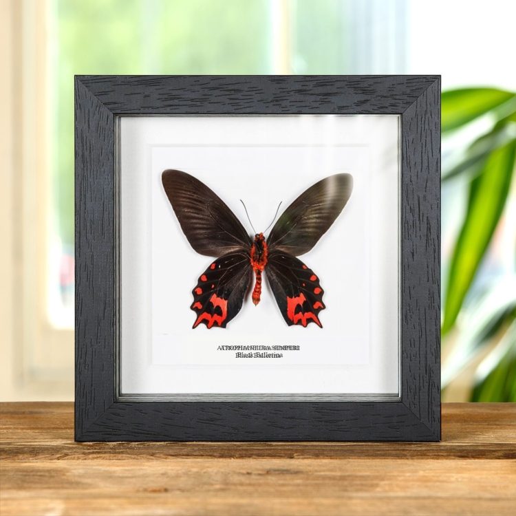 Black Ballerina Butterfly Ventral Side In Box Frame (Atrophaneura semperi)