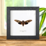 Minibeast Tosena melanoptera Cicada In Box Frame From Asia