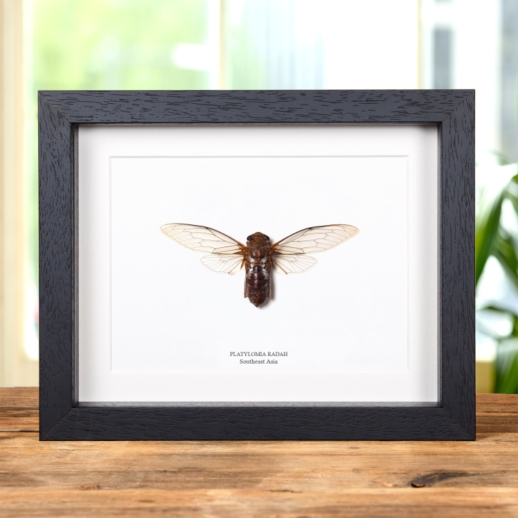 Platylomia radah Cicada In Box Frame From Southeast Asia