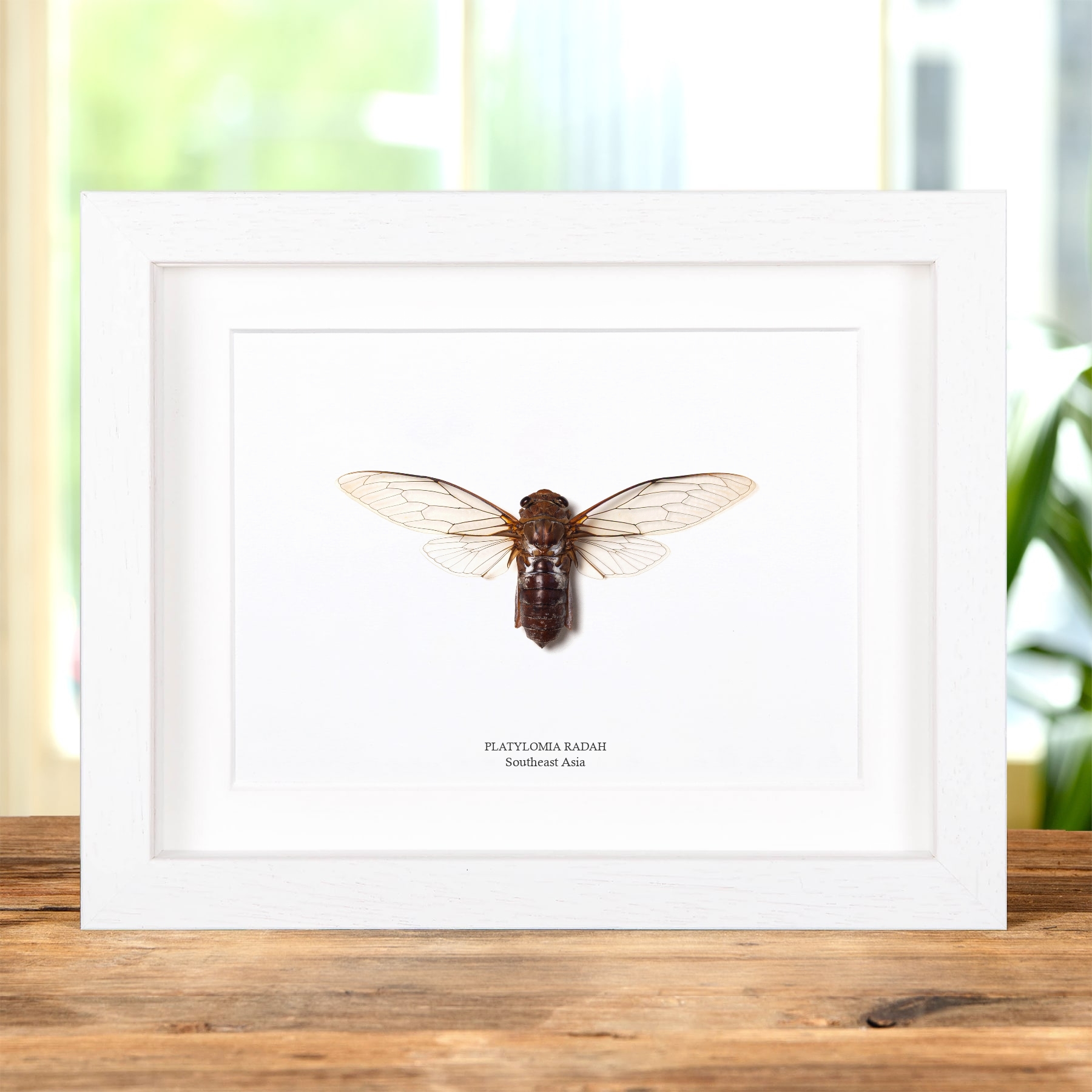 Platylomia radah Cicada In Box Frame From Southeast Asia
