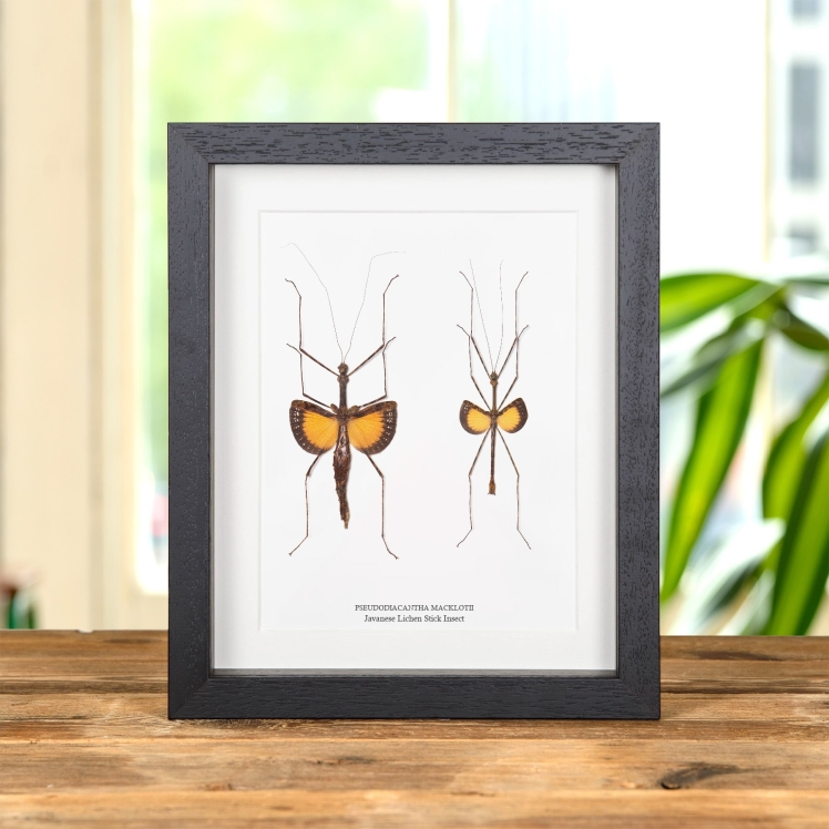 Javanese Lichen Stick Insect Male & Female Pair In Box Frame (Pseudodiacantha macklotii)