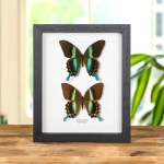 Minibeast The Peacock Butterfly Male & Female Pair In Box Frame (Papilio blumei)